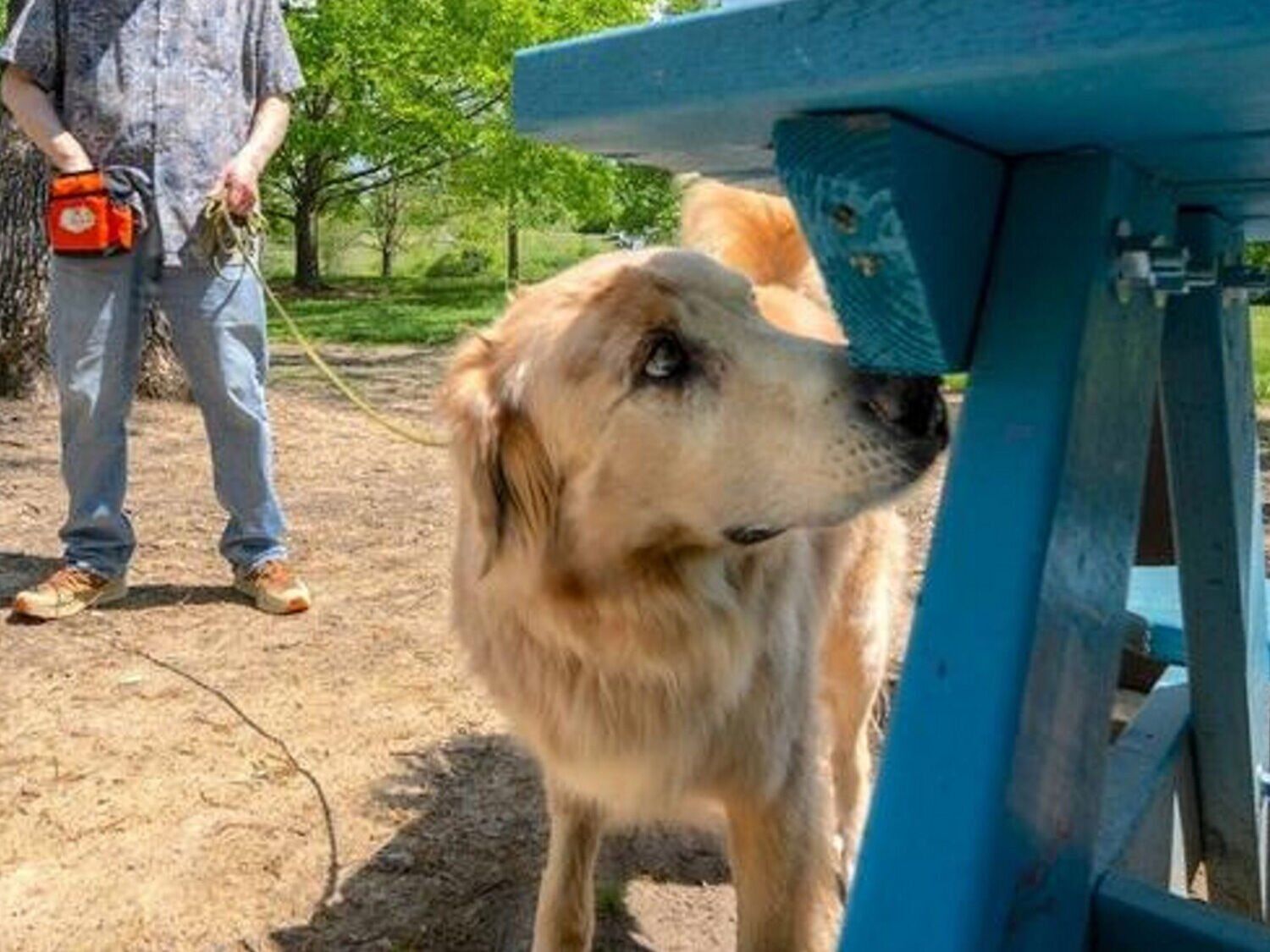 Dogs trained to protect crops and vineyards from invasive pests